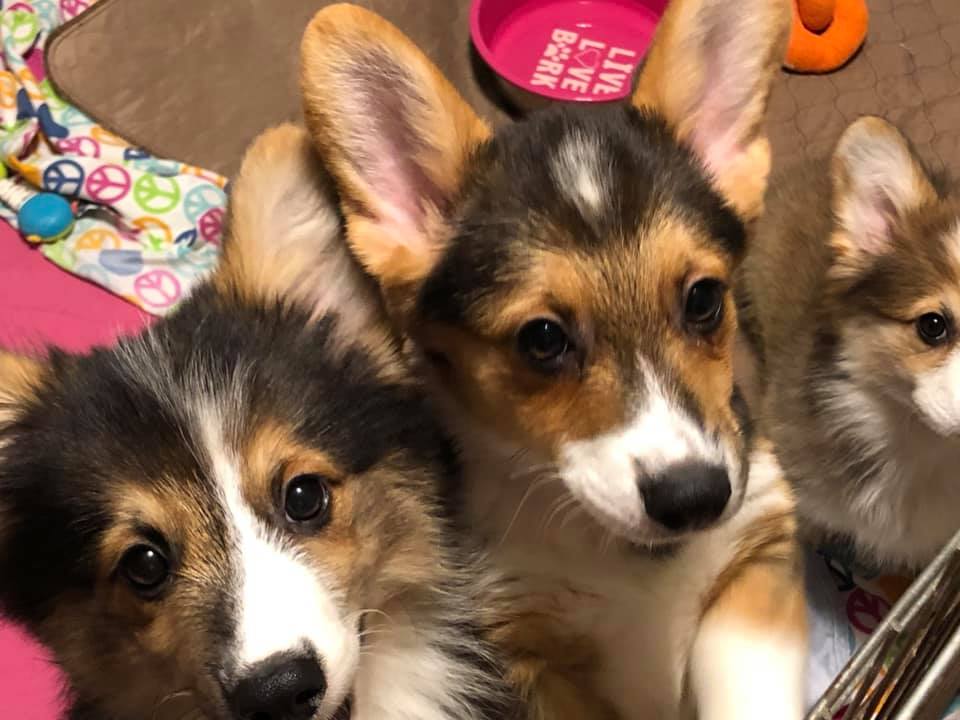 Two young Welsh Corgis in the grass