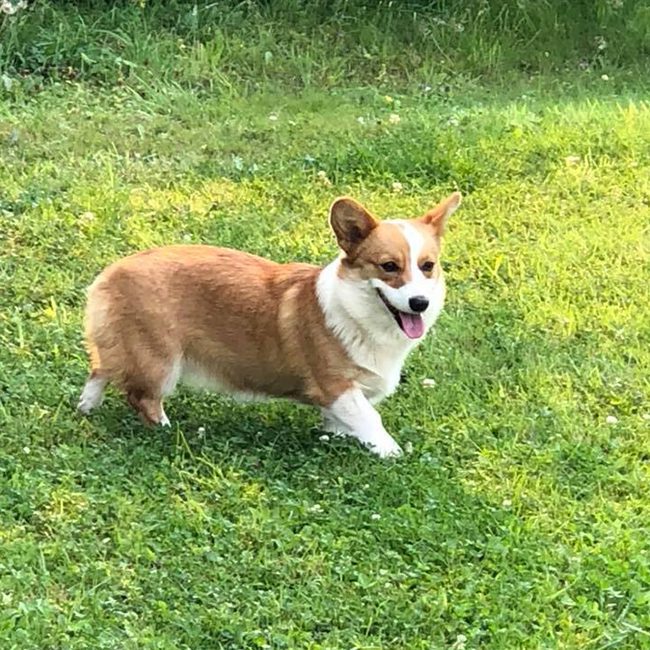 Bobby Jan, a Welsh Corgi parent dog