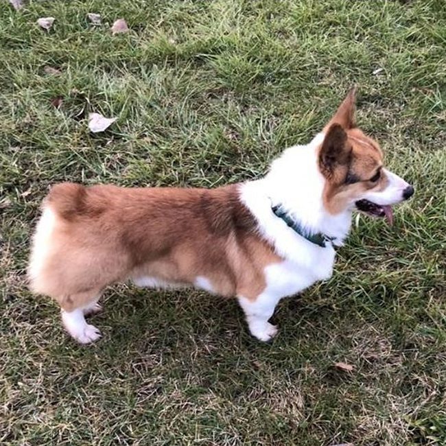 Cash, a Welsh Corgi parent dog
