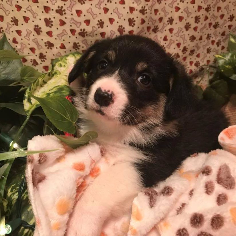 Welsh Corgi puppy among autumn leaves