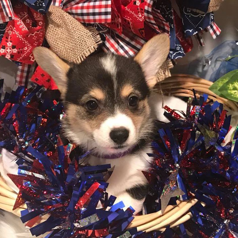 Tricolor Corgi puppy