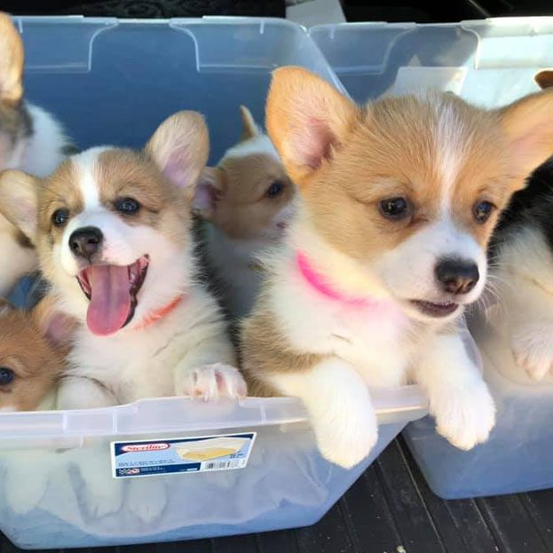 Three Welsh Corgi puppies cuddled together