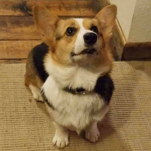 Tricolor Welsh Corgi puppy