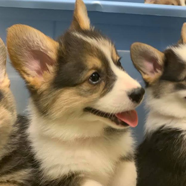 A happy sable Welsh Corgi puppy smiling at the camera