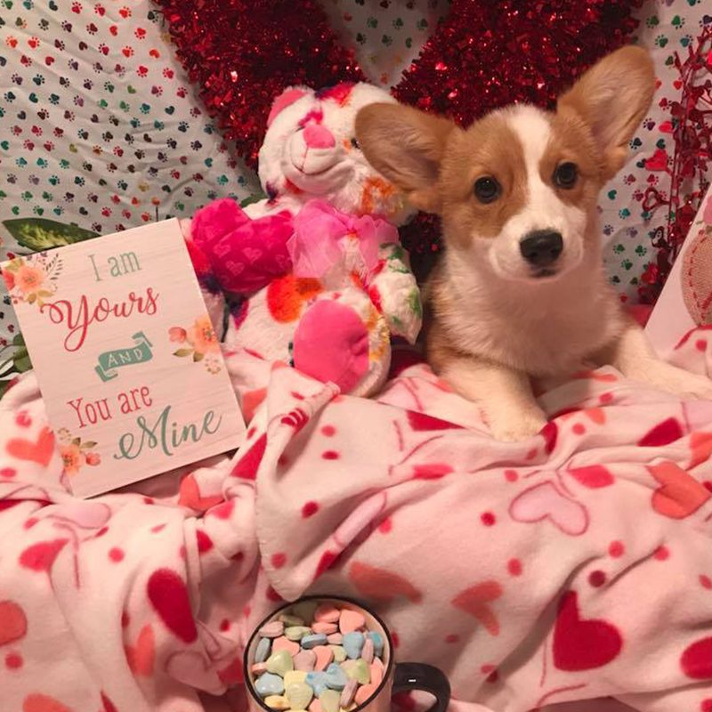 Corgi puppy on a heart blanket